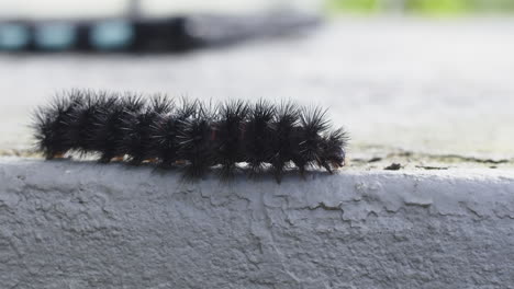 Close-up-of-Giant-Leopard-Moth-caterpillar-crawling-along-edge-of-cement-on-sunny-day