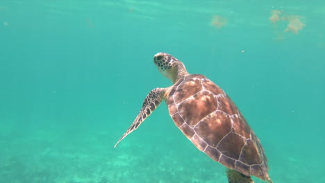 young-Sea-turtle-swims-by-the-camera-to-take-a-breath-at-the-surface