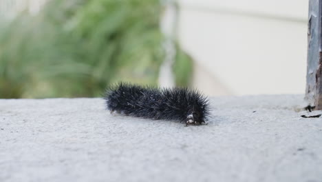 Slow-crawling-Giant-Leopard-Moth-caterpillar-on-cement-in-suburbs