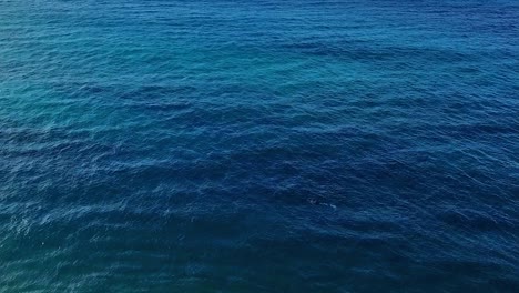 Panning-Luftaufnahme-Eines-Schnorchlers-In-Maui-Hawaii-Im-Wunderschönen-Blauen-Wasser-Ohne-Land-Im-Hintergrund