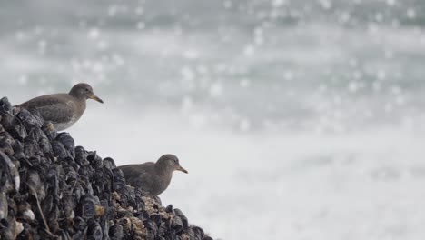 Slow-motion,-medium-shot-of-surfbirds-on-a-barnacle-and-mussel-covered-rock-in-British-Columbia