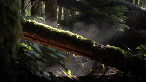 Slow-motion-shot-of-steam-rising-from-a-mossy-log-after-a-recent-rainfall