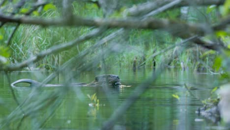 Medium-shot-of-a-beaver-eating-in-a-small-pond
