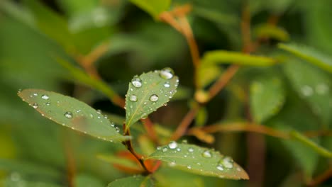 Closeup-of-raindrops-on-shrub-leaves-after-a-rainfall