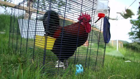 a-Rooster-in-a-cage