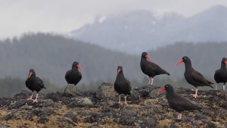 Slow-motion,-medium-shot,-panning-over-a-group-of-Black-Oystercatchers-sitting-on-a-rock-on-a-British-Columbia-Coast