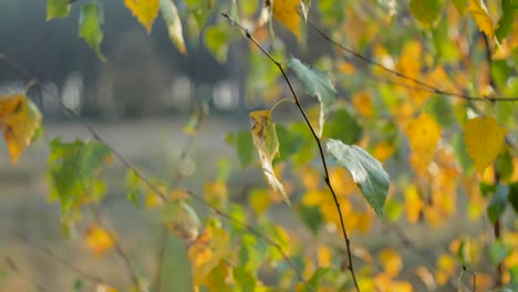 Close-Up:-Autumn-leaves-on-branch-waving-in-the-wind