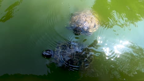 Curious-turtles-swimming-in-green-water