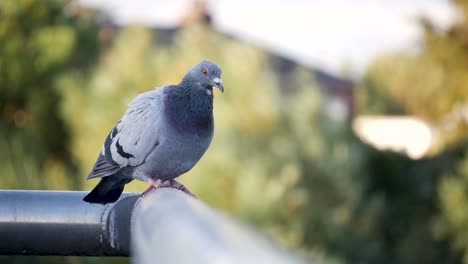 Pigeon-on-a-sidewalk-fence