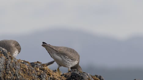 Cámara-Lenta,-Primer-Plano-De-Surfbirds-Comiendo-En-Una-Roca-Cubierta-De-Percebes-Y-Mejillones-En-Columbia-Británica