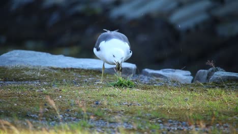 seagull-eating-a-crab-in-Bergen-Norway