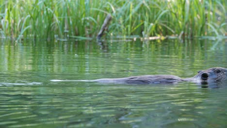 Medium-shot-of-a-beaver-swimming-in-a-small-pond