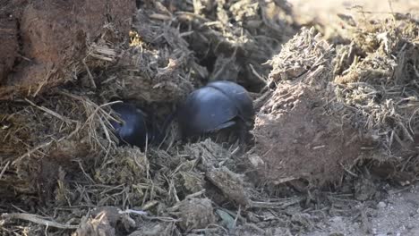 Close-up-of-two-Flightless-Addo-Elephant-Dung-Beetles-working-in-dung,-South-Africa