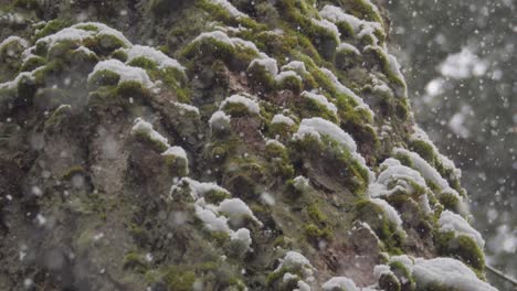 Slow-motion-shot-of-fluffy-snow-falling-with-big-mossy-trees-in-the-background