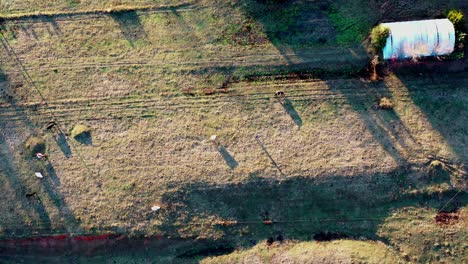 drone-over-cow-pasture