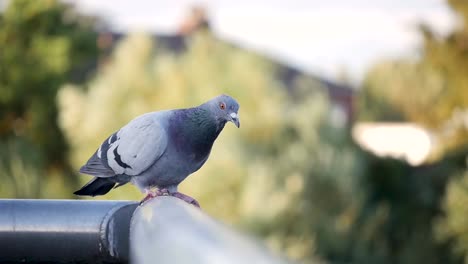 Pigeon-on-a-sidewalk-fence,-flying-away