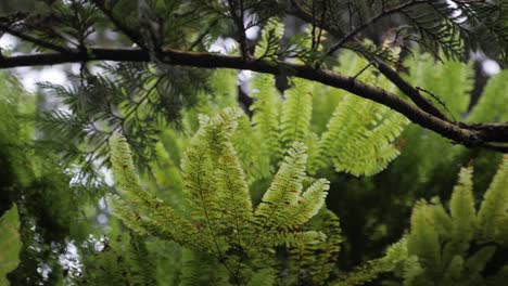 Slow-motion-slider-shot-looking-up-at-ferns-on-a-cliff-side