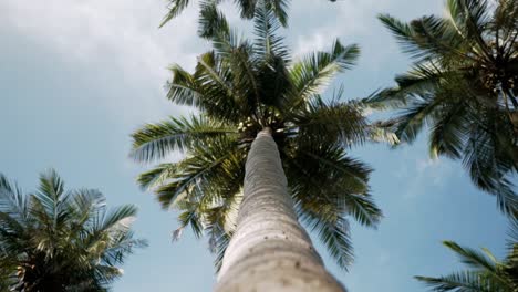 Stabilized-cinematic-slow-motion-orbit-shot-of-beautiful-palm-trees-with-green-coconuts-on-paradise-beach-in-Sri-Lanka