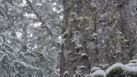 Zeitlupenaufnahme-Von-Flauschigem-Schnee,-Der-Mit-Großen-Moosigen-Bäumen-Im-Hintergrund-Fällt