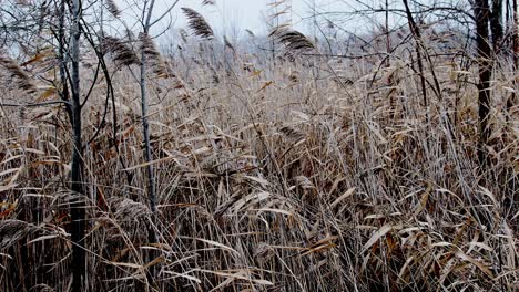 wing-blowing-overgrown-field-in-winter