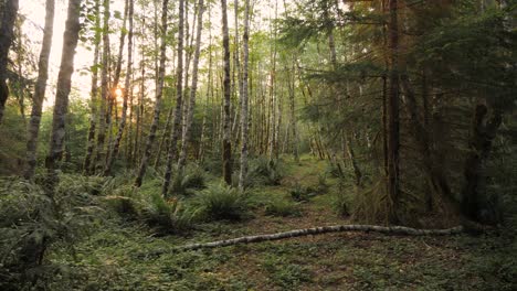 Wide-shot-of-a-forest-at-sunrise