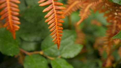 Medium-shot-of-a-dead,-brown-fern-leaf-with-a-wet-green-shrub-background