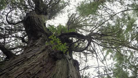 Medium-shot,-rotating-while-looking-up-into-a-cedar-tree-from-the-ground