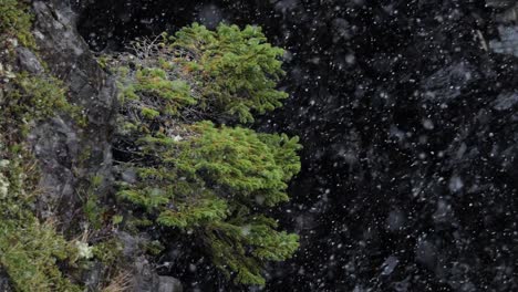 Slow-motion,-medium-shot-of-snow-falling-with-a-conifer-tree-on-a-cliffside-in-the-background