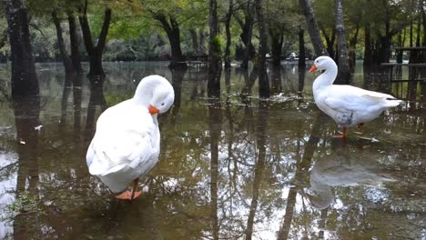 ducks-relaxing-in-a-landscape