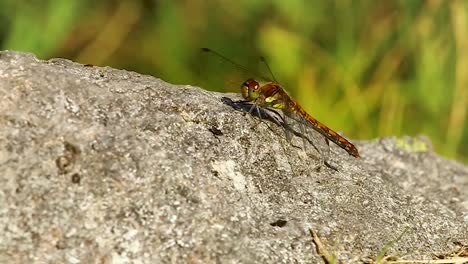 A-Dragonfly-resting-on-a-rock-before-flying-away