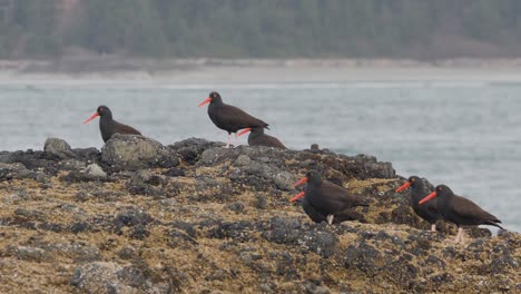 Slow-motion,-medium-shot-of-a-group-of-Black-Oystercatchers-sitting-on-a-rock-on-a-British-Columbia-Coast