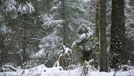 Slow-motion,-wide-shot-of-a-forest-during-a-coniferous-snow-storm