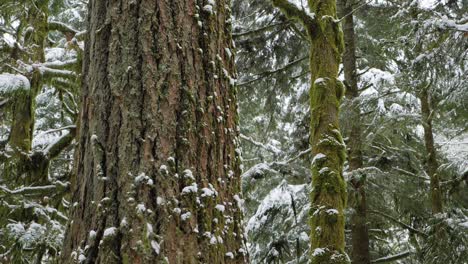 Slow-motion,-medium-shot-of-snow-falling-with-a-large-mossy-tree-in-the-background