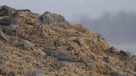 Slow-motion,-medium-shot-of-surfbirds-on-a-barnacle-covered-rock-in-British-Columbia