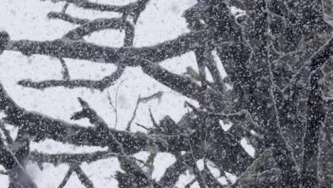 Zeitlupenaufnahme-Von-Flauschigem-Schnee,-Der-Mit-Großen-Moosigen-Bäumen-Im-Hintergrund-Fällt