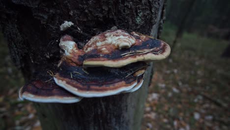 Mushroom-growing-on-a-tree-with-dark-upper-side-and-white-bottom,-slow-camera-movement-around-it,-closeup