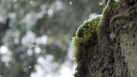 Slow-motion-shot-of-fluffy-snow-falling-with-big-mossy-trees-in-the-background