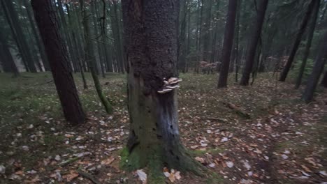 POV-Ego-Video-Einer-Waldwanderung-Im-Herbst-Bergab-Mit-Blättern,-Bäumen,-Büschen,-Baumstämmen,-Baumstämmen,-Übersteigen-Von-Hindernissen