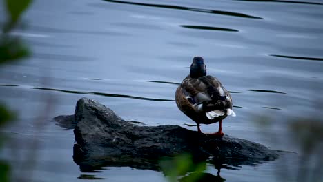 a-duck-on-a-rock-grooming-itself