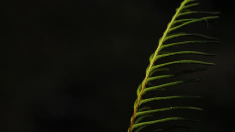 Closeup-of-a-single-fern-frond-with-a-dark-background