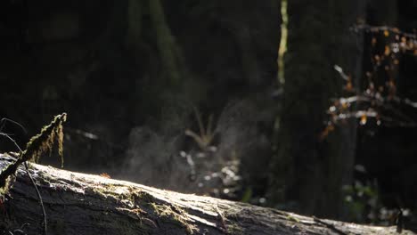 Slow-motion,-closeup-shot-of-steam-rising-from-a-mossy-log-after-a-recent-rainfall