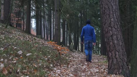 Hiker-with-blue-jacket-and-jeans-viewd-from-behind-is-walking-on-a-forest-trail-alone-in-cold-autumn-weather