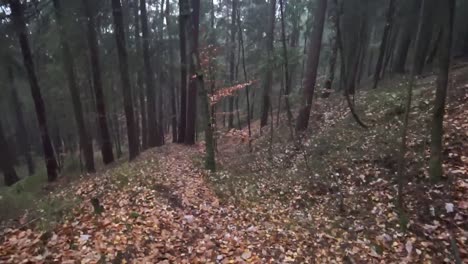 POV-First-person-video-of-a-forest-hike-in-autumn-downhill-with-leaves,-trees,-bushes,-boles,-logs,-stepping-over-obstacles