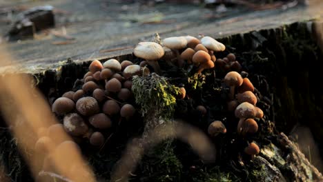 brown-mushroom-growing-on-tree-stump,-Close-Up
