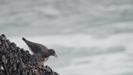 Cámara-Lenta,-Plano-Medio-De-Surfbirds-Comiendo-En-Una-Roca-Cubierta-De-Percebes-Y-Mejillones-En-Columbia-Británica