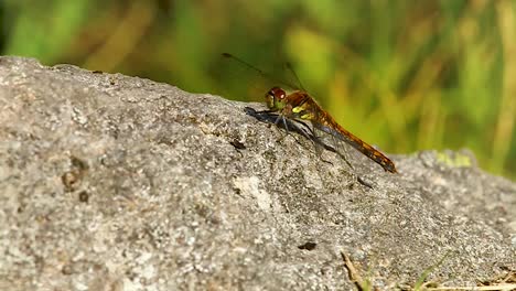 A-Dragonfly-resting-on-a-rock