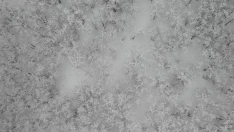 Luftaufnahme-Mit-Blick-Direkt-Nach-Unten-über-Schneebedeckte-Bewaldete-Landschaft