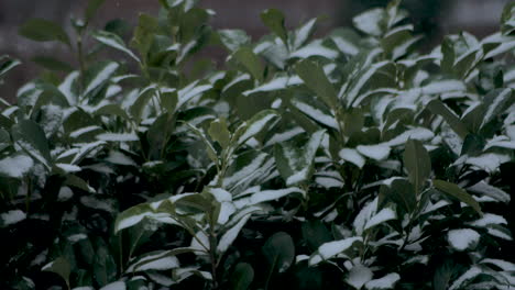 Close-Up:-Snowy-green-leaves-during-snowstorm
