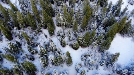 Drone-Volando-Sobre-El-Bosque-Nevado