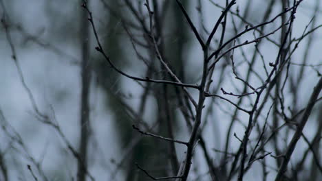 Close-Up:-Branch-of-tree-during-snowstorm